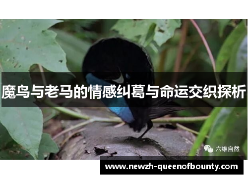 魔鸟与老马的情感纠葛与命运交织探析